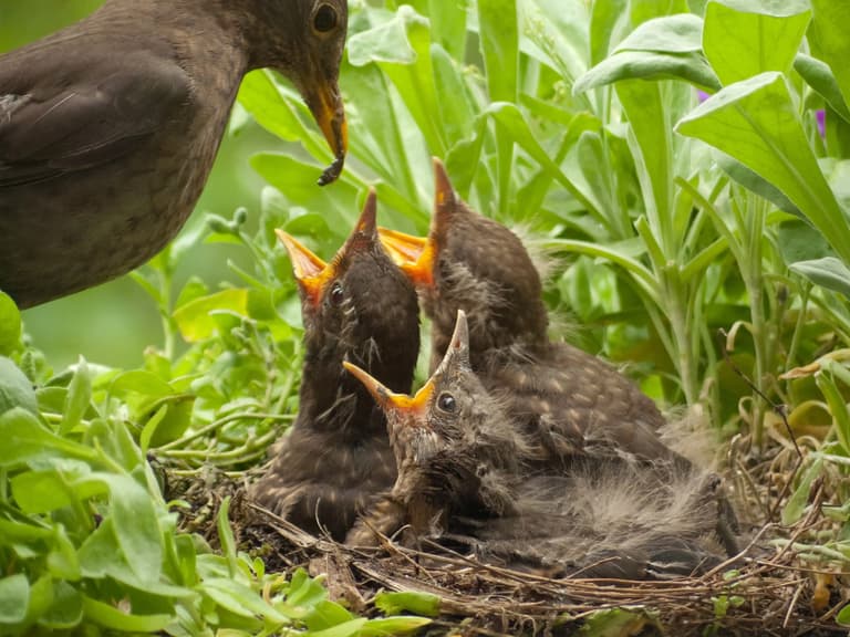 DSPCA urge public to leave baby birds alone DSPCA urge public to leave baby birds alone