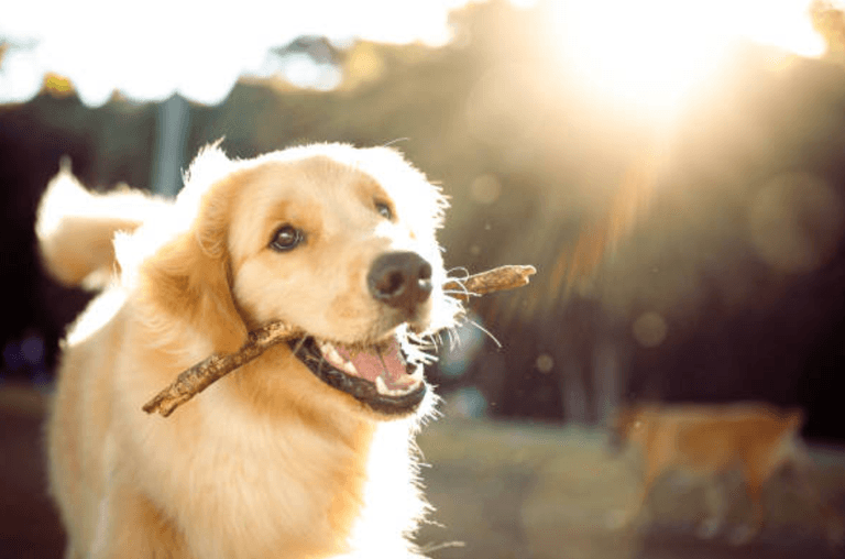 Animal charity issues advice to dog-owners ahead of heatwave