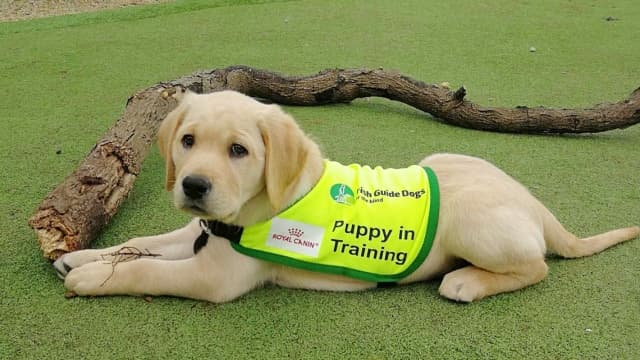 Puppy raisers needed for Irish Guide Dogs for the Blind