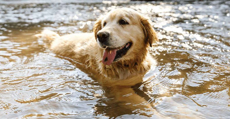This heatwave can be fatal to dogs – here’s how to protect your pets