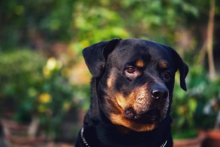 Man handed record 25-year jail term in the US after beating his dog with piece of wood