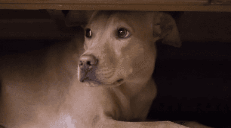 The dos and don’ts of keeping your pets safe this Halloween The dos and don’ts of keeping your pets safe this Halloween