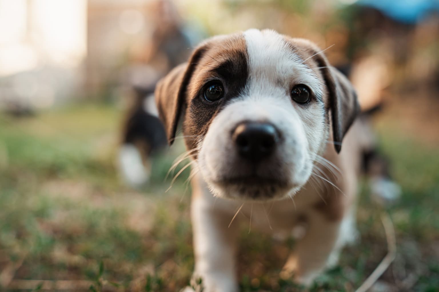 Dogs Trust call for tougher punishments for puppy farmers