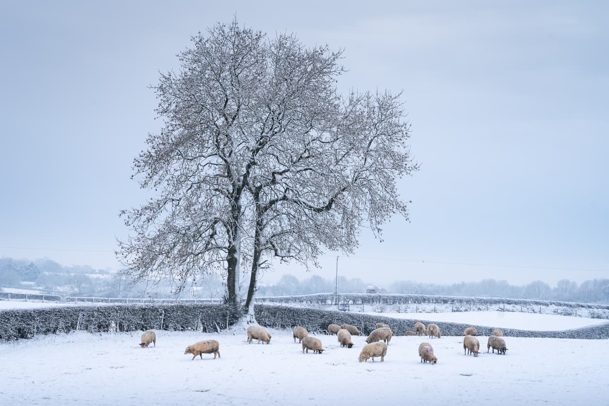 These are the counties that are most likely to get a white Christmas