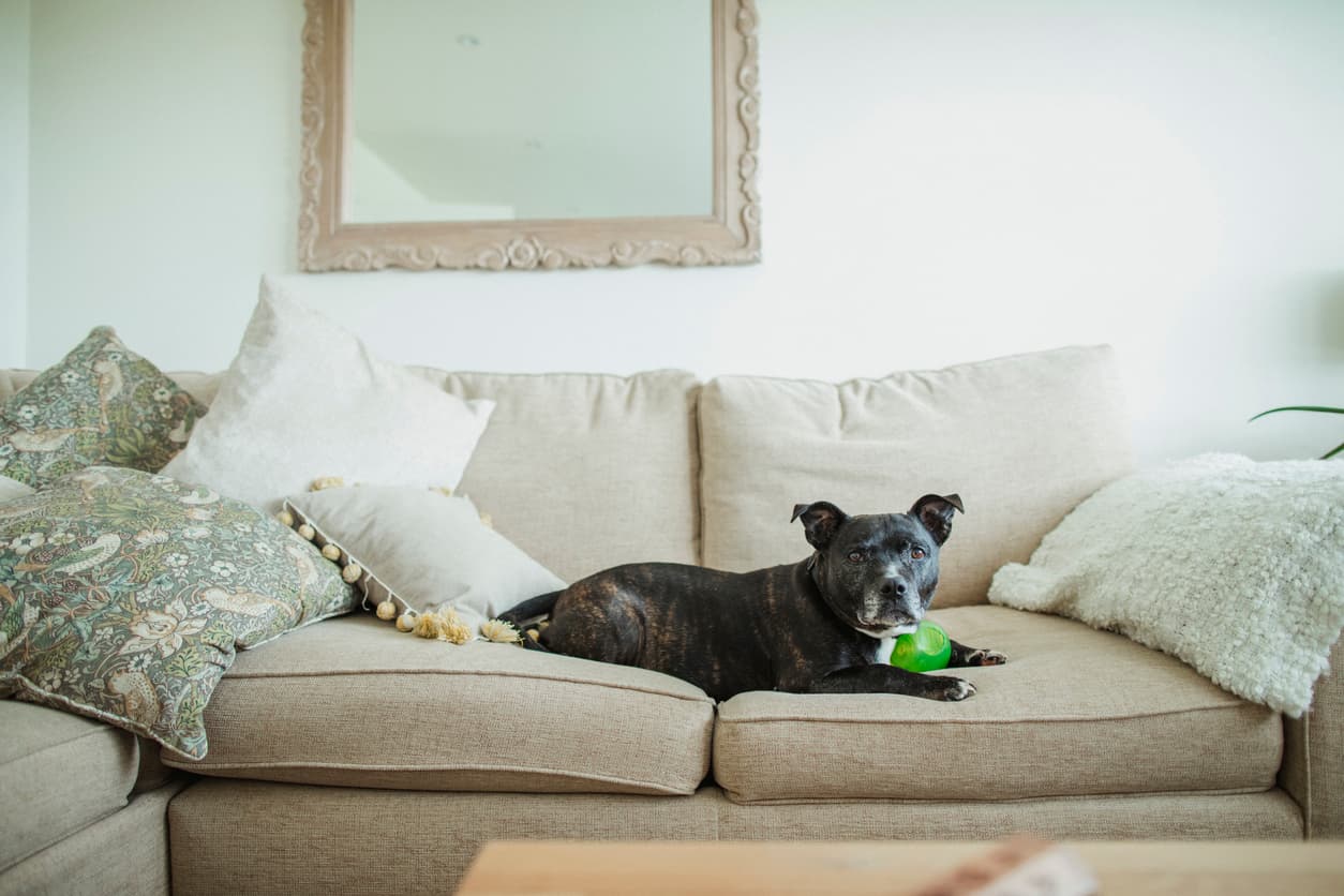 Should pit bulls be banned in Ireland? Parents express concerns after recent attacks