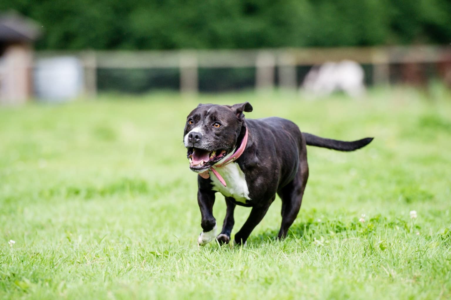 21 school kids injured after two dogs attacked their playground