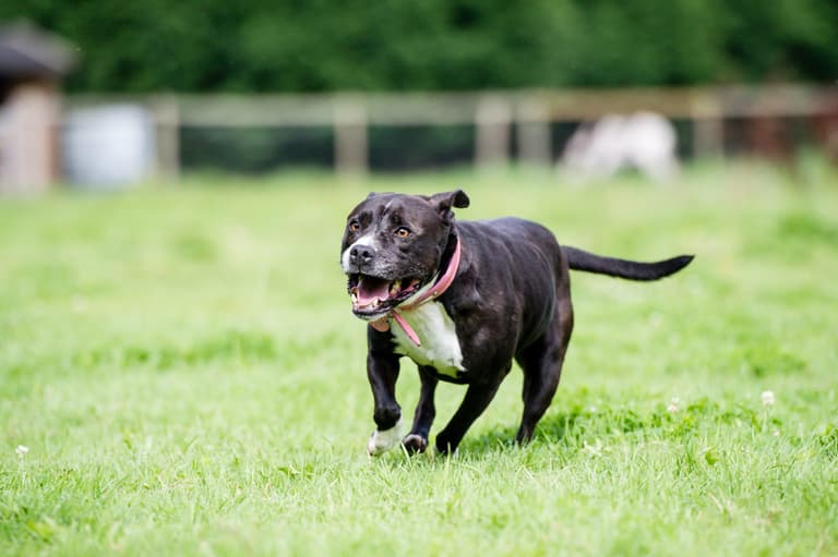 21 school kids injured after two dogs attacked their playground 21 school kids injured after two dogs attacked their playground