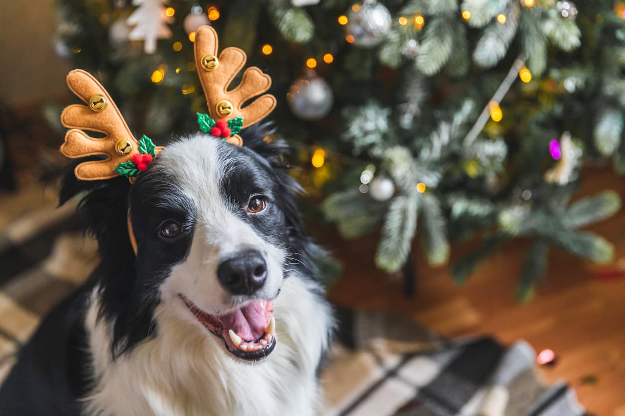 The food safety tips you need to know for your dog this Christmas