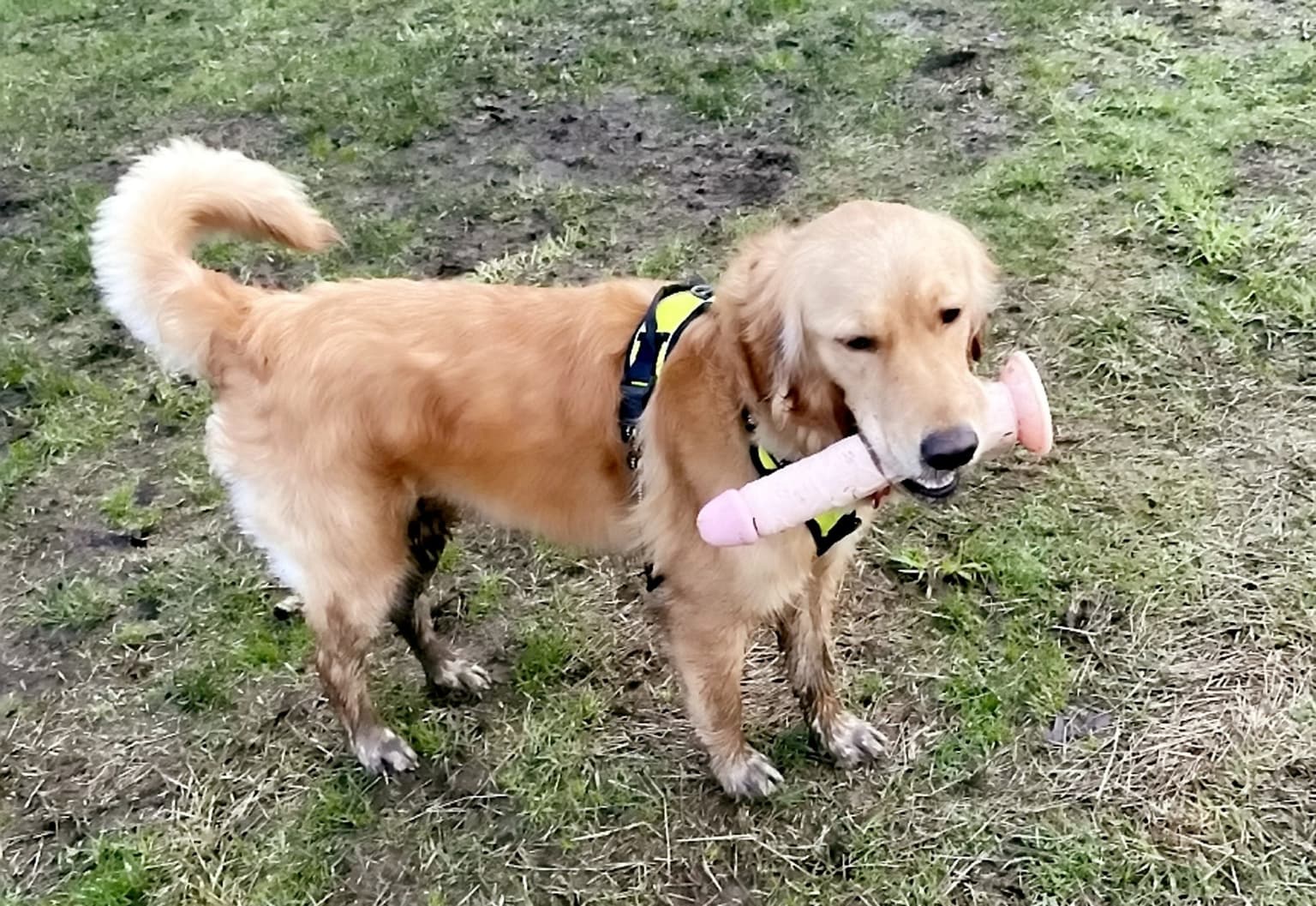 Dog leaves owner in fits of laughter after finding a huge sex toy instead of a stick