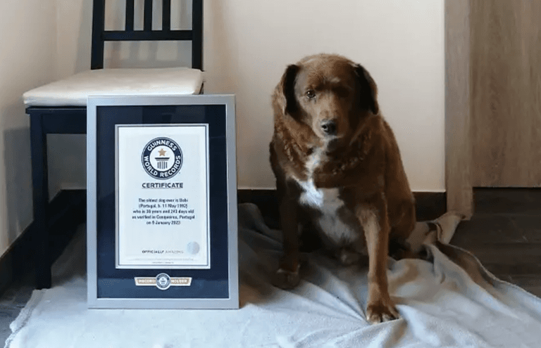 Bobi the farm dog is the oldest living pooch ever aged 30