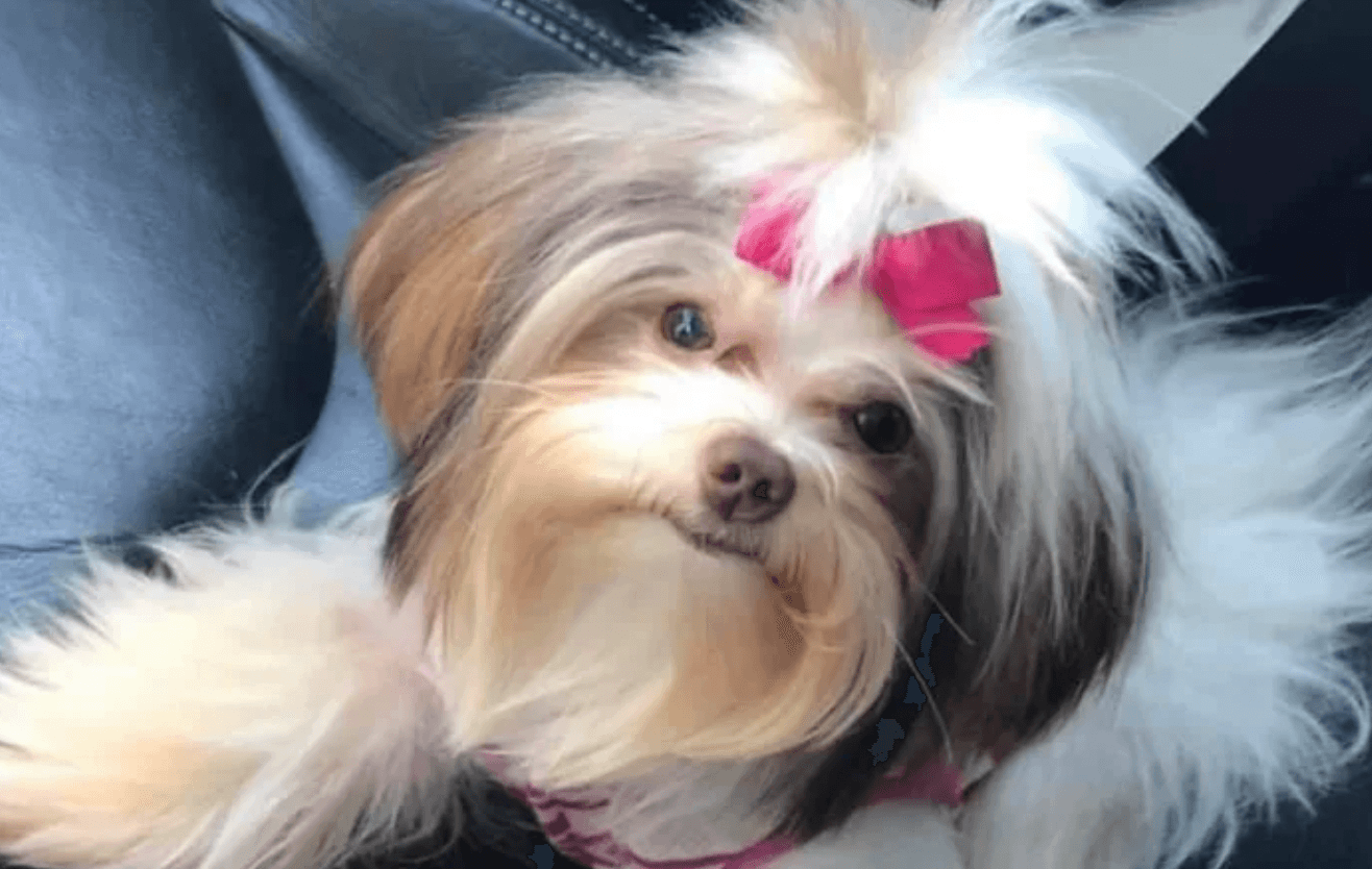 Owner left devastated when dog comes home completely unrecognisable