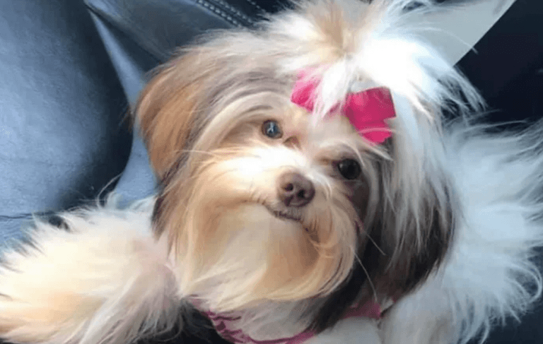 Owner left devastated when dog comes home completely unrecognisable Owner left devastated when dog comes home completely unrecognisable