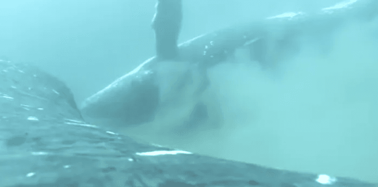 Humpback whales enjoy ‘spa’ time together on the ocean floor Humpback whales enjoy ‘spa’ time together on the ocean floor
