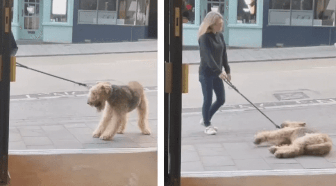 Dog goes viral after refusing to walk past pub without going in