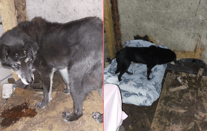 A beloved 19-year-old labrador is in need of ‘an end of life home’