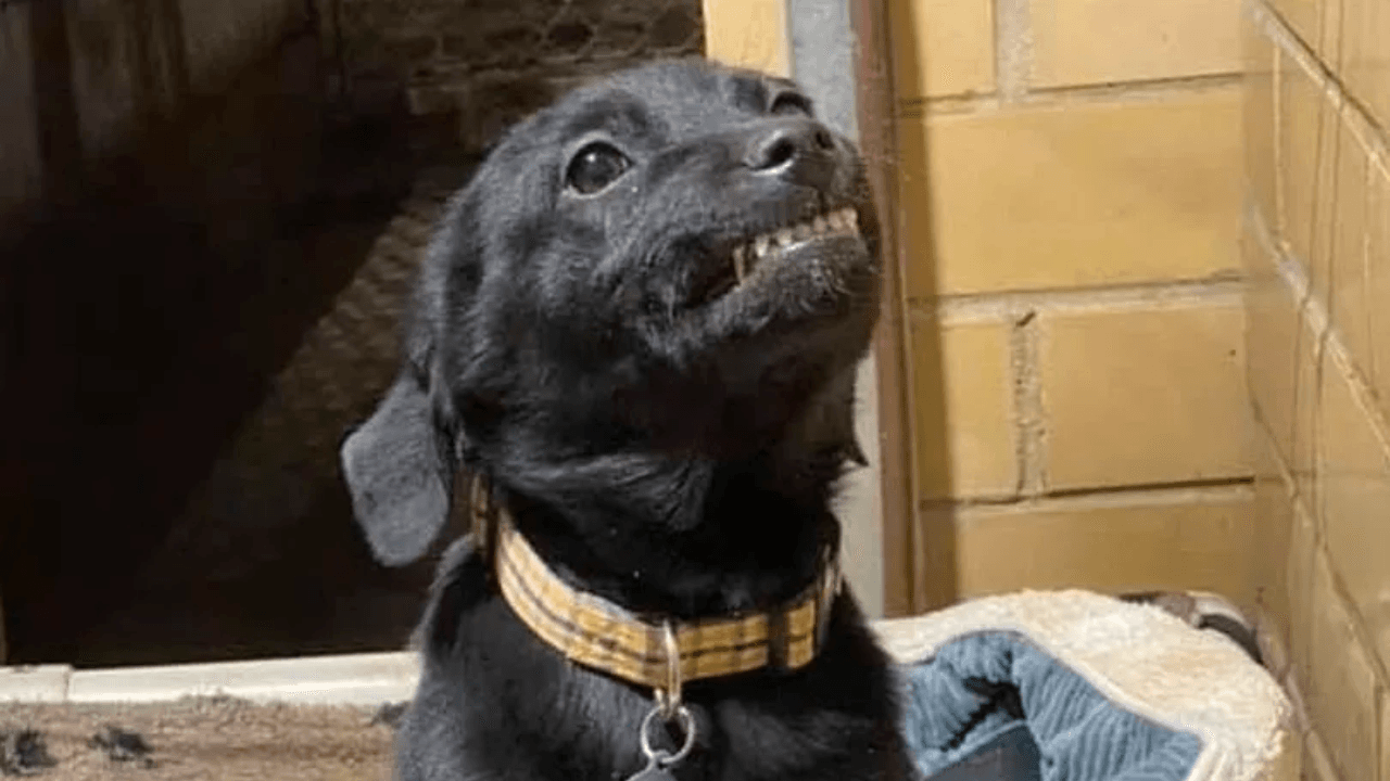 Puppy smiles at everyone who visits shelter in hope someone will adopt him