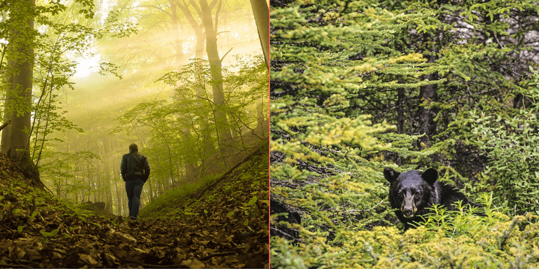 Man or bear? New social media trend sparks conversation around the concept of danger for women