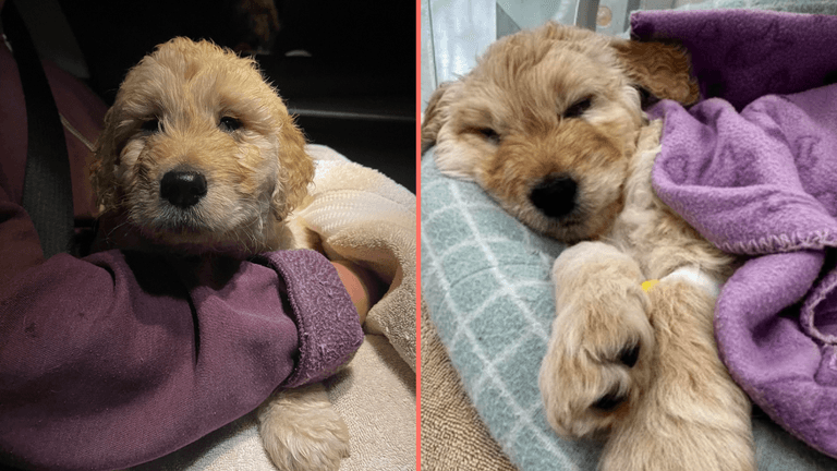 Vet praised for response after 7-week-old puppy is brought in to be euthanised