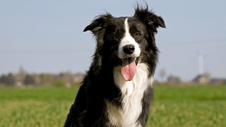 ISPCA issues urgent public appeal as charity runs out of space for dogs