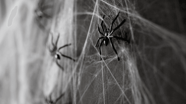People urged to stop using fake spiderwebs as Halloween decorations