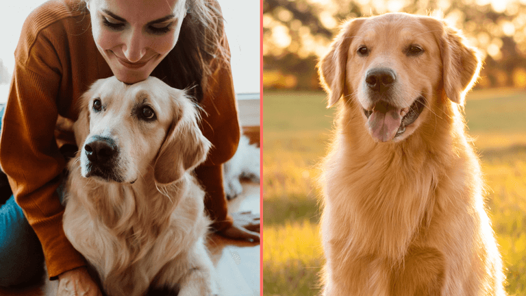 Dogs are entering a new stage of evolution, scientists discover Dogs are entering a new stage of evolution, scientists discover