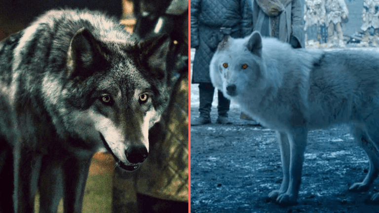 Scientists announce the dire wolf has been brought back from extinction Scientists announce the dire wolf has been brought back from extinction
