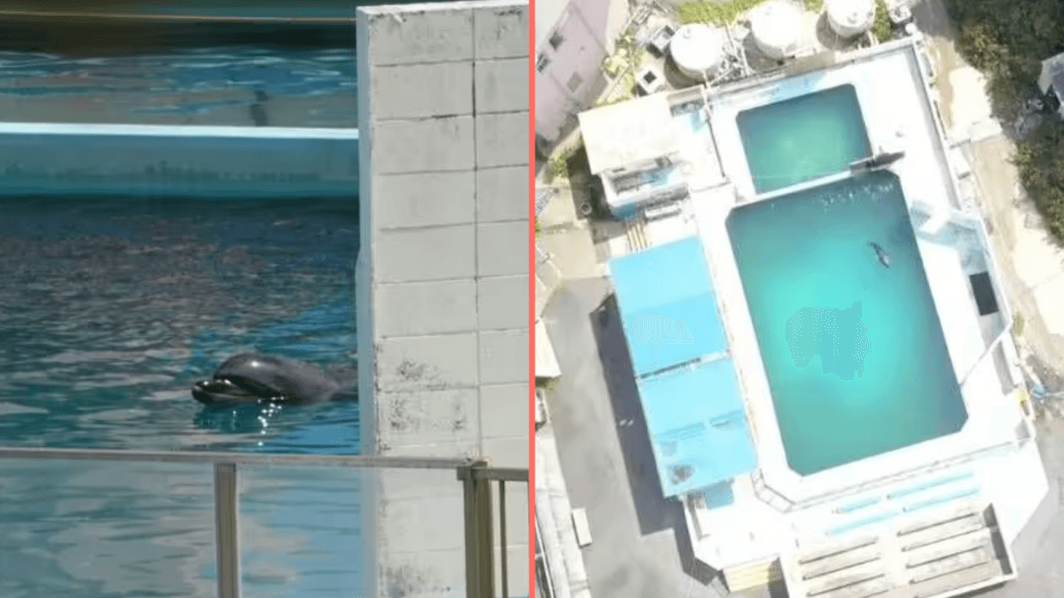 ‘World’s loneliest dolphin’ died alone in abandoned theme park