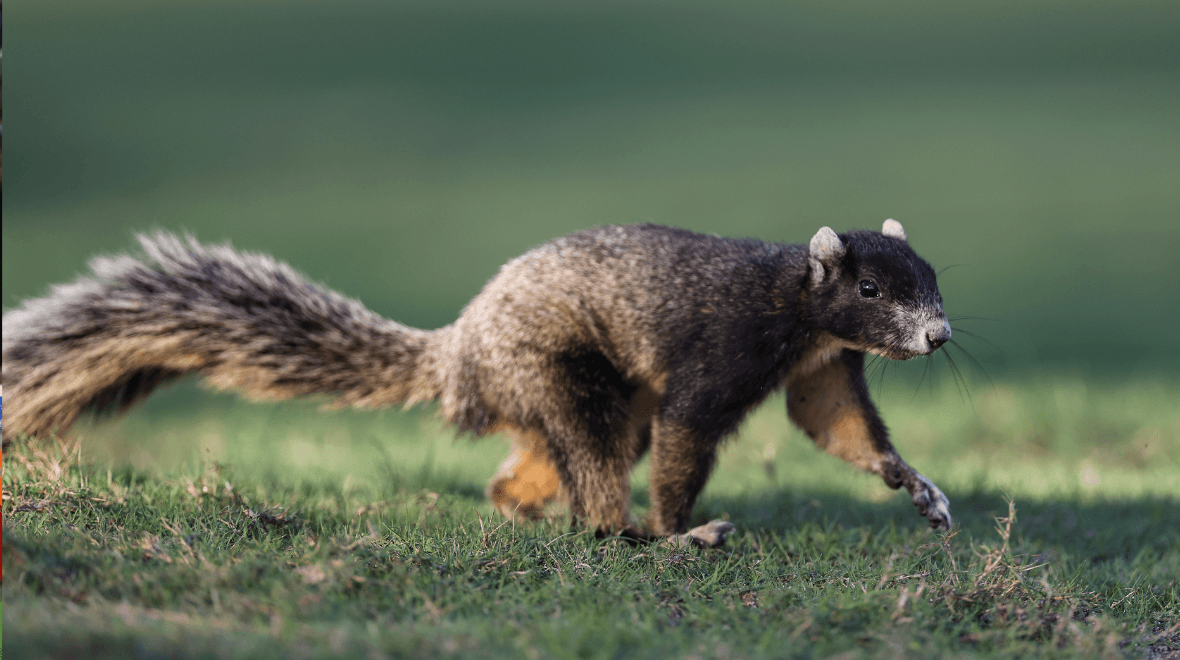 Experts issue warning after ‘zombie squirrels’ covered in warts discovered