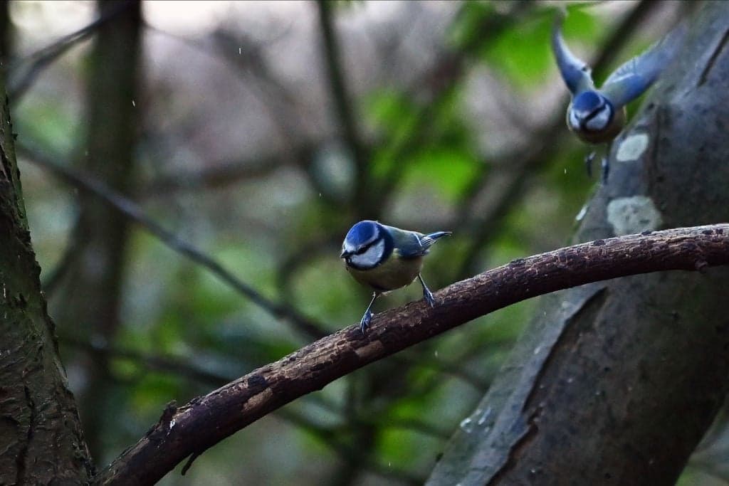 Anyone who sees blue tits in their garden issued warning