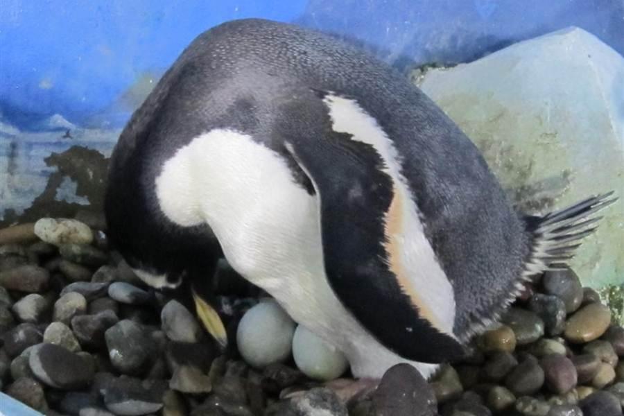 Flipping Great! Penguins Produce Eggs in Kerry Aquarium