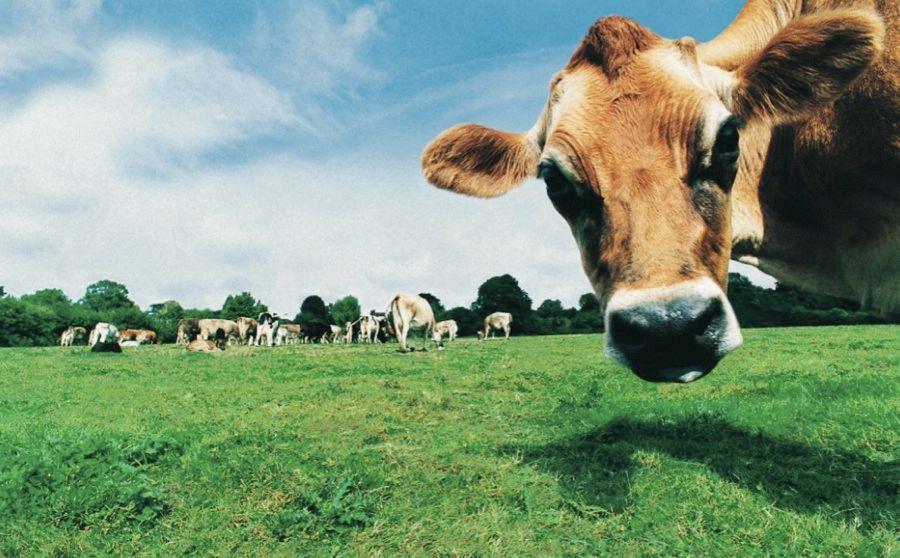 Milking It – Cows Replace Cash as College Admission Fees