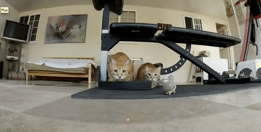 VIDEO: Cats Chasing Laser in Slo-Mo… What the Internet Was Invented For