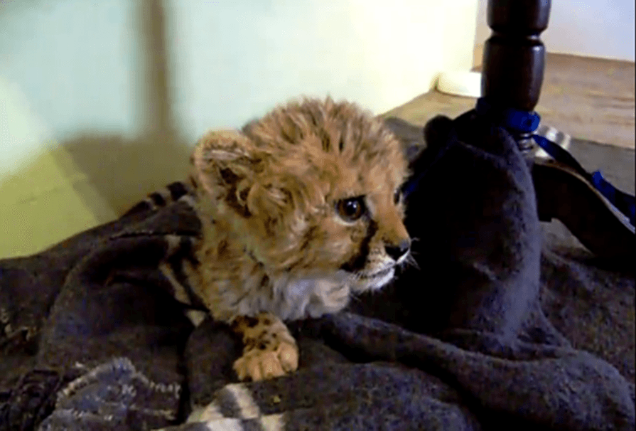 Friday Laughs: This Baby Cheetah Gives His Oh-So-Biggest Attempt At A Real Roar…