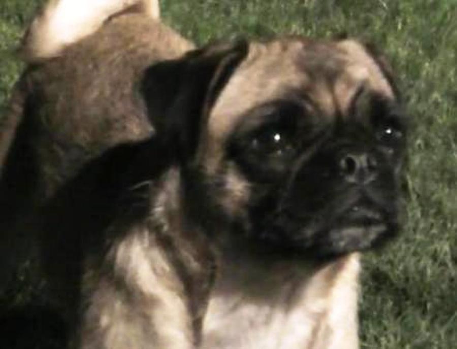 Have You Met Loca? The Irish Pug Who Can Sing (But Not Run)