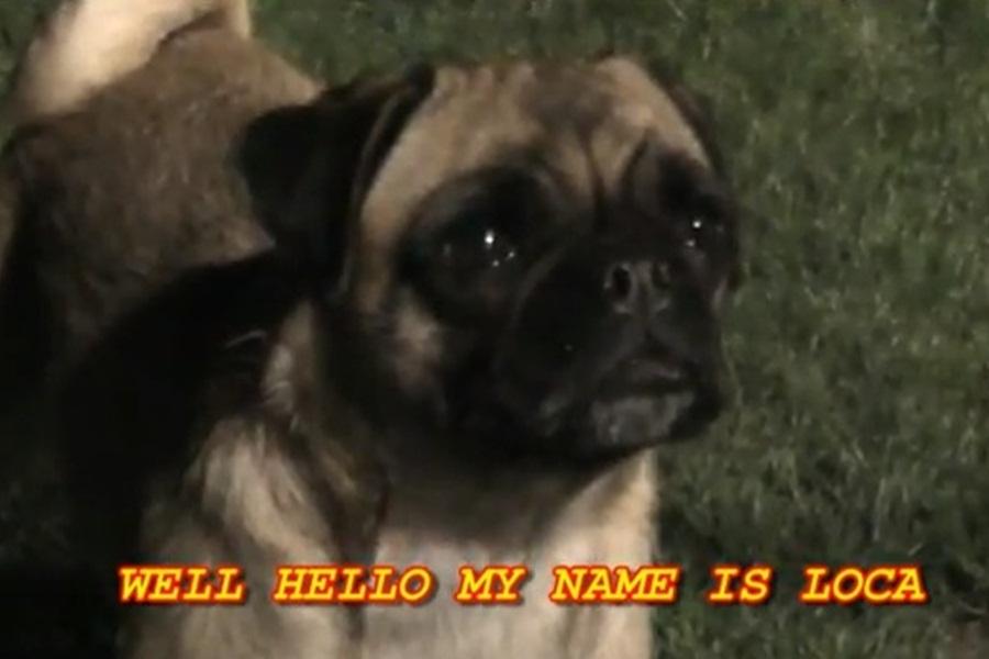 Steady On: Adorable Pug That Can’t Run Goes Viral