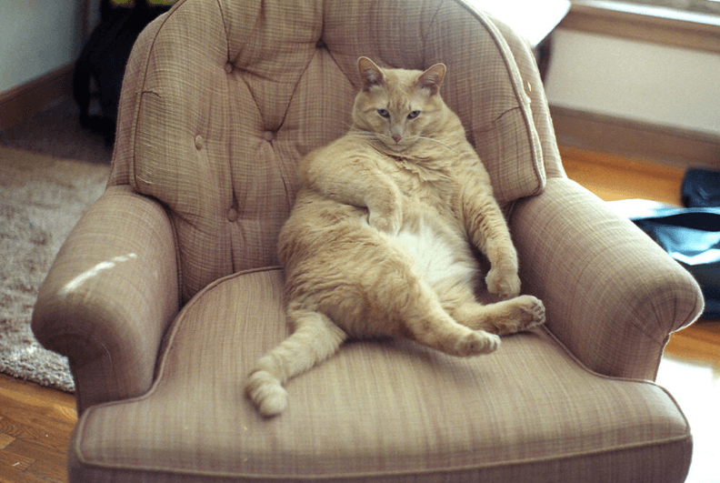 Thirteen Cats Who Are Trying To Seduce You