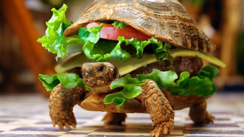 Man Tries to Smuggle Turtle Disguised as a Burger Through Airport