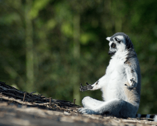 Adorable Lemurs Need To Be Rescued From Extinction Before It’s Too Late