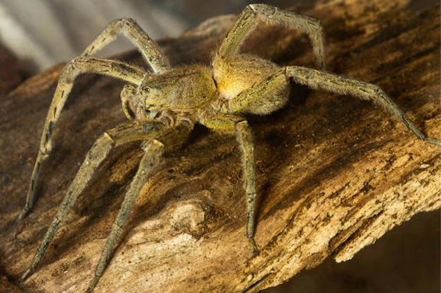 Family Flees Home For Three Days When They Find Killer Spiders
