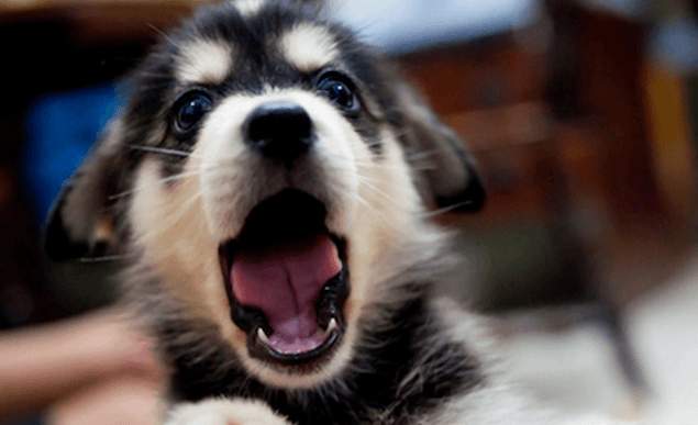 VIDEO: Adorable Husky Gets A Head Massage And Absolutely Loves It