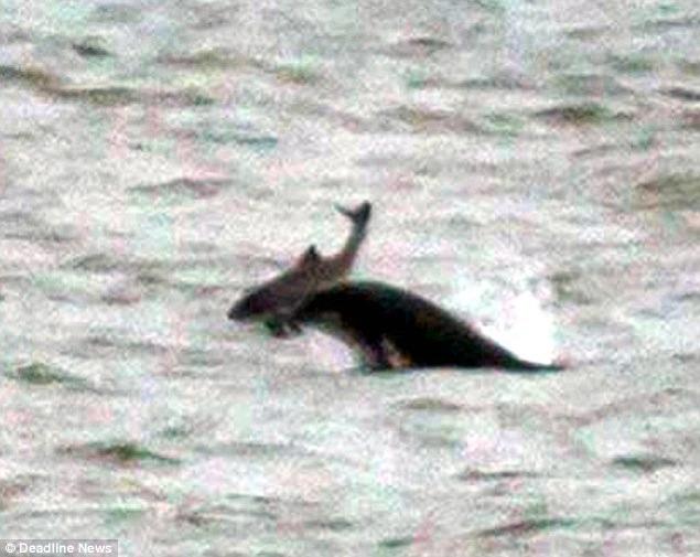 Dolphins in Scotland Toss Around and Kill Two Porpoises “Just For Fun”