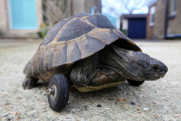 Cute Turtle Gets Fitted With Prosthetics And Now Rolls Around In Wheels