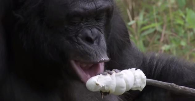 VIDEO: Pretty Impressive! This Chimp Can Build His Own Fire AND Toast Marshmallows
