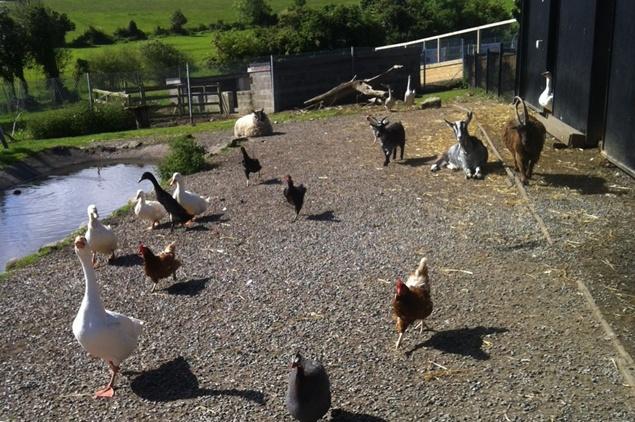 A Day In The Life – Her.ie Spends The Day With The DSPCA