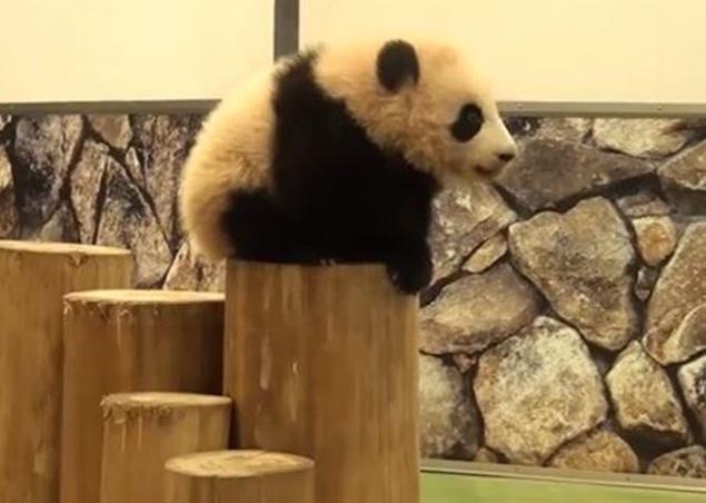 VIDEO: Baby Pandas Falling Over Is The Only Thing You Need To See Today