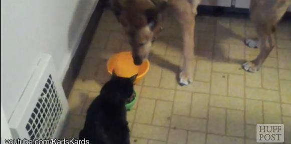 This Compliation Video Of Cats Stealing Dogs’ Food Proves They Are Just Mean