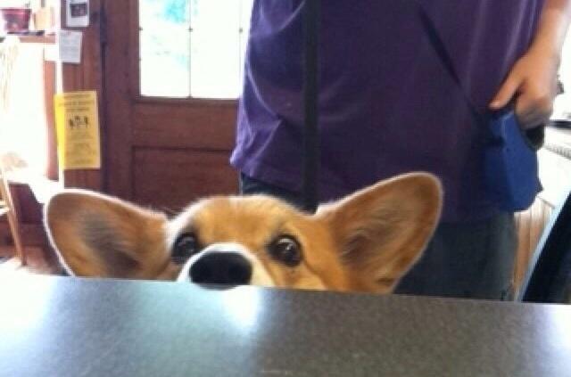 PICTURE – “PLEASE Sir!” It Would Be Very Hard To Resist This Corgi’s Begging Face