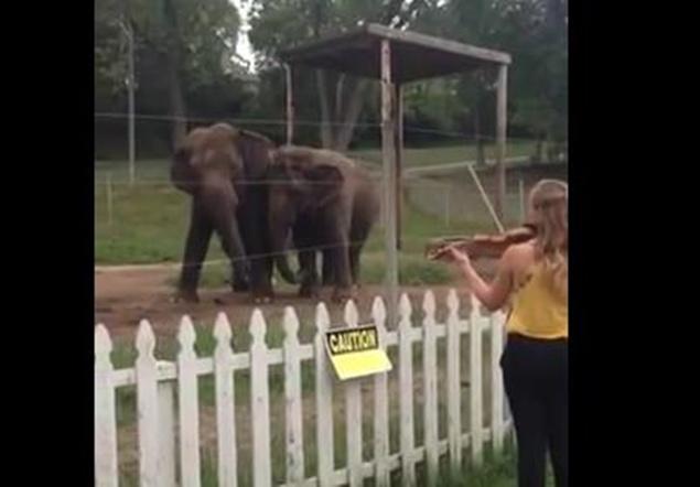 In Need Of A Monday Pick-Me-Up? These Elephants Dancing To Violin Playing Will Make Your Day
