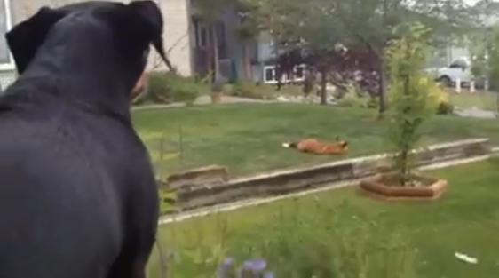 VIDEO – This Dog Is REALLY Not Happy About The Fox In The Front Garden Playing With His Toys