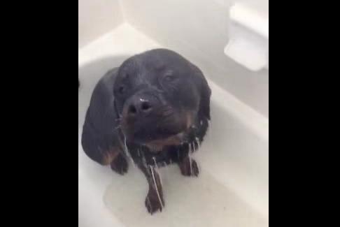 VIDEO – This Dog Loves To Take Showers More Than Anyone Could Love Anything